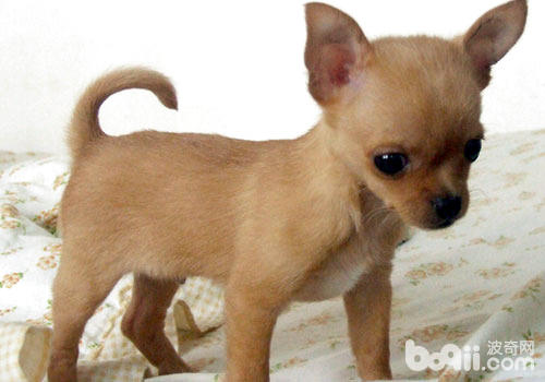 天下上最小的狗是哪一种？