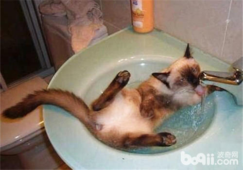 猫咪喝沐浴水怎样办？