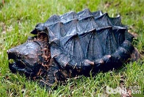 大鳄龟寿命有多长？大鳄龟怎样养？
