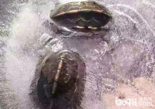 黑龟冻住了该怎样化冻？
