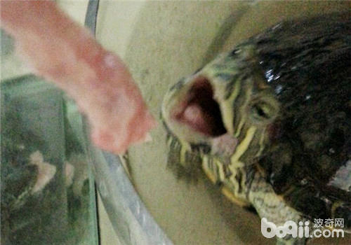 巴西龟终归能不行吃猪肉？