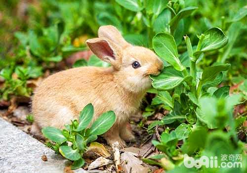 最受迎接的宠物兔种类都有哪些？