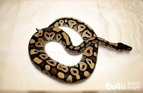 蛇.jpg