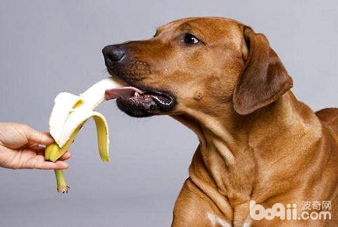 狗狗没有能吃的生果有哪些？