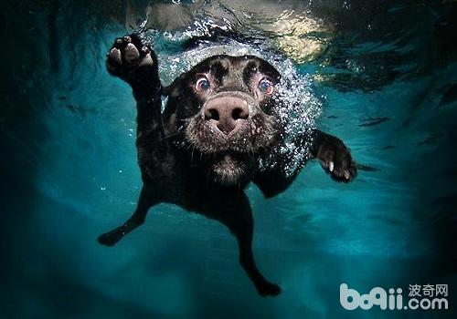 狗狗泅水的注沉事项都有哪些？