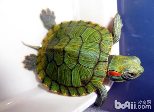巴西龟 (2).jpg