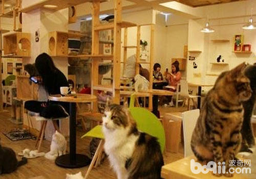  以猫咪为噱头的餐厅栈房前程光彩？