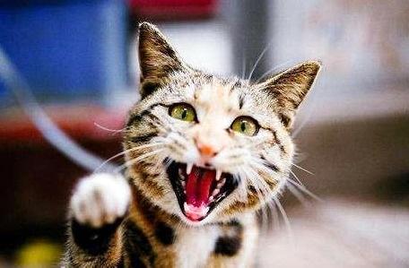 被猫咬了如何解决？被猫咬了紧急处置手段