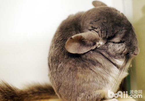 龙猫能否带出去玩