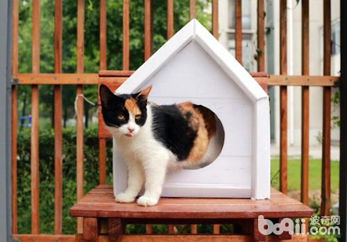 给猫咪众筹一个大屋子？