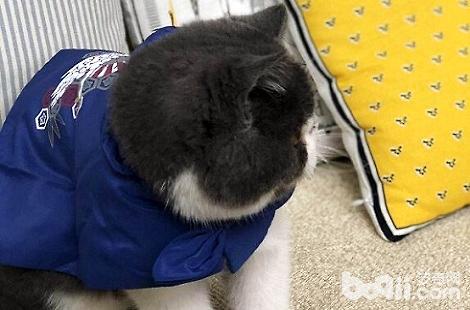 宠物猫吃了化毛膏会出现哪些症状？