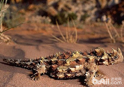 怎么确保沙漠品种蜥蜴不缺水