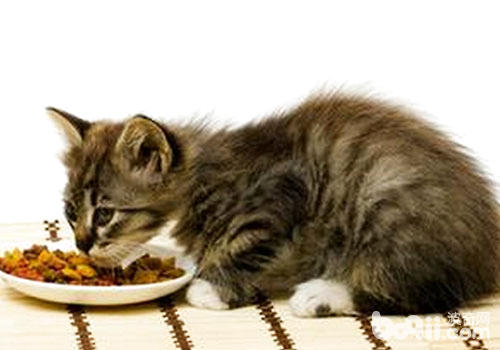 提议猫咪少吃的一些食物