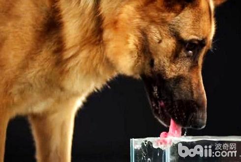 狗狗没有喝水 狗狗没有喜好喝水怎样办