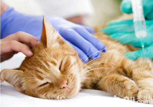 几种须要戴猫咪去病院的急症（一）