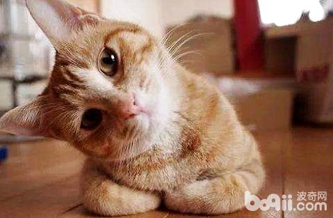 小白养猫有什么应该注意的地方？