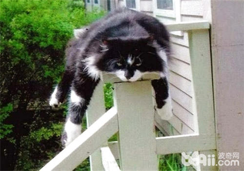 住高层的主人要注重预防猫咪坠楼
