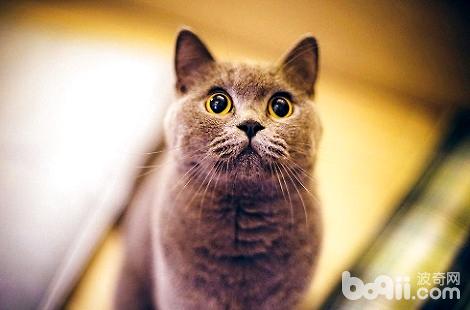 英国短毛猫发情期间能不能做绝育手术？