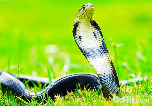 几种有毒蛇的生计风俗