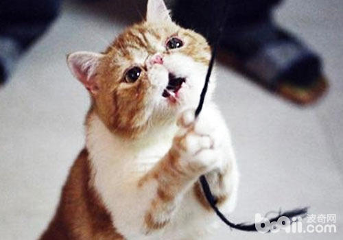 伤害的猫玩具：毛线绳