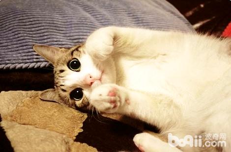瓜皮猫是什么种类的猫？