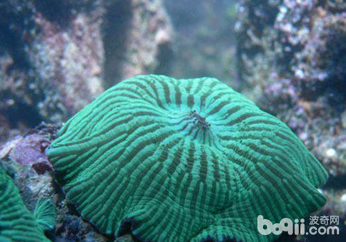 菇珊瑚豢养方式