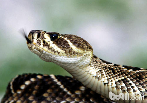 海内罕睹毒蛇引睹及怎么样防止被咬