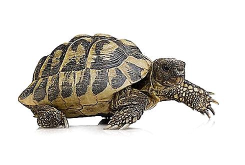 黑龟为什么能活那么久 黑龟能活几年