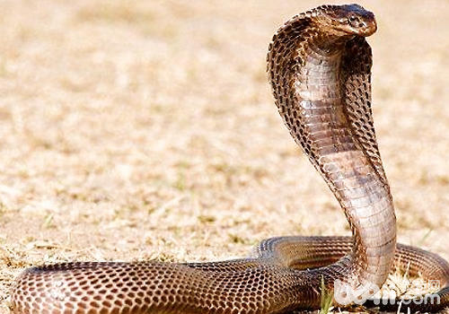 海内罕睹毒蛇引睹及怎么样防止被咬