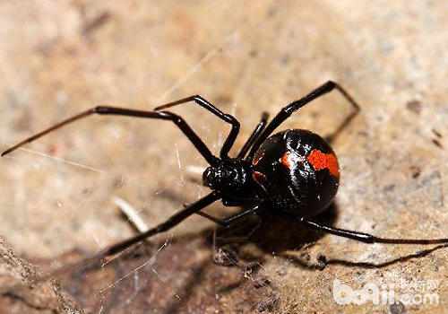 乌鳏妇乌鳏妇不妨说是蜘蛛界中十分驰名的一个种类,之所以这样驰名并