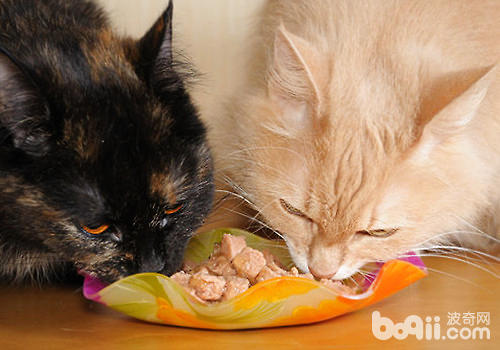 酸化食物闭于猫咪有什么用处