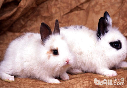 怎么样预防兔子没有共生养期疾病