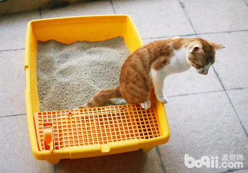 猫砂怎样运用才华让猫咪感触舒坦？