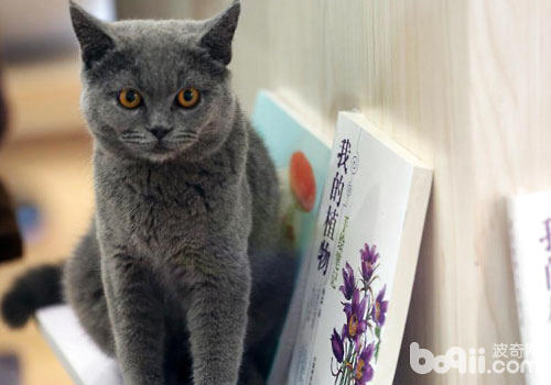 猫咪典籍籍馆：既能借书籍，也能借猫？