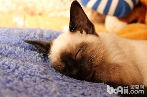 暹罗猫夜里睡觉的习惯怎么养成的？