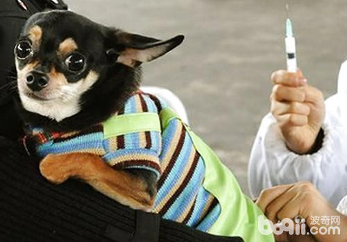为狗狗挨疫苗应注沉的一些问题