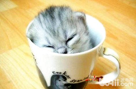 宠物猫一直吃不胖如何解决？有哪些好方法增胖。