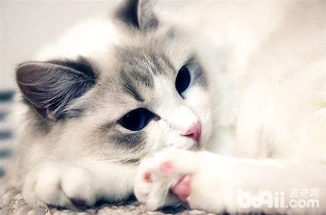 布偶猫的耳朵是白色是没有是品相很佳？