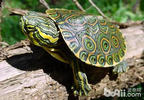 巴西龟怎样养