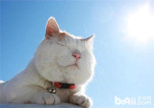 猫咪要多晒太阳