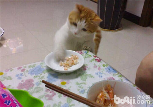 怎样样让猫咪健壮平安的吃鱼