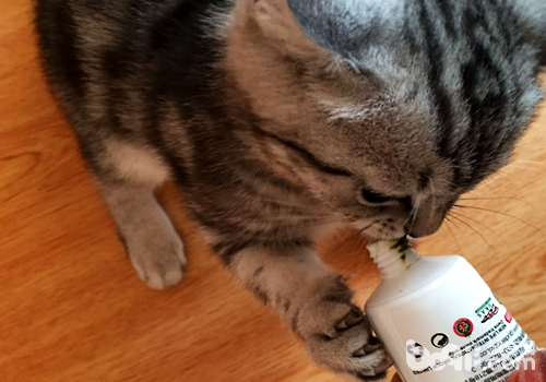 给宠物猫用化毛膏的一些需要注意的地方