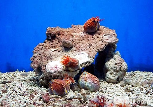 水族中珊瑚的荡涤与运用方式