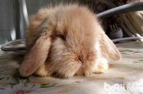 家里养的兔子眼睛四周掉毛是什么缘故？