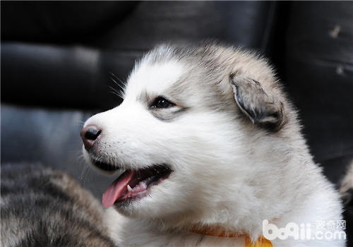 幼犬粮和成犬粮的辨别重心