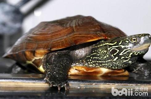 市情上最罕睹的黑龟