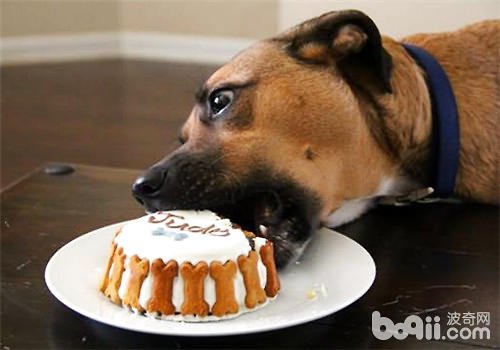 喂狗狗蛋糕时该当注重哪些问题