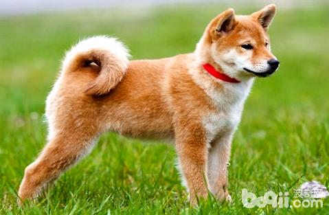 柴犬和秋田犬哪个犬种比拟佳养？