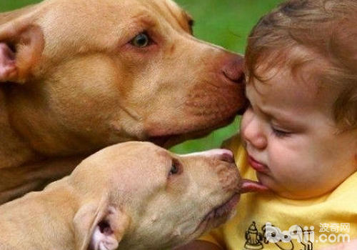 狗狗为什么喜佳舔人脸