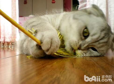 用逗猫棒的方法